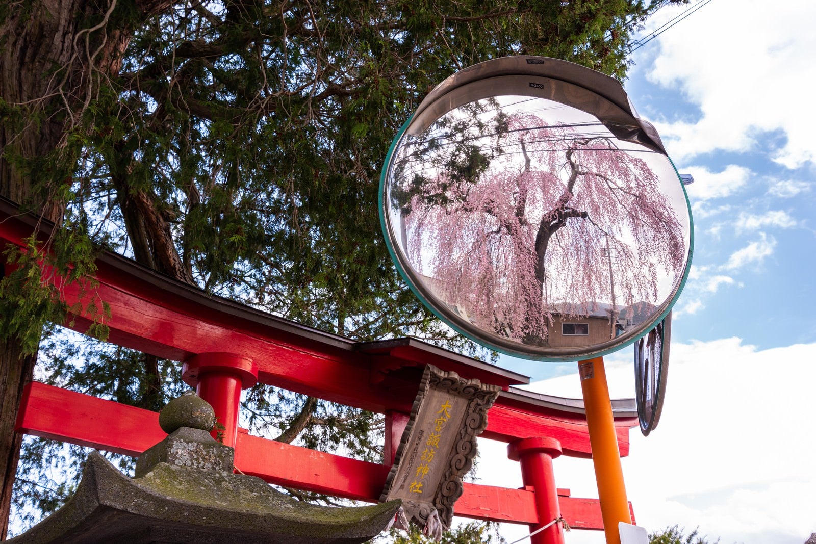 「神社の鳥居とカーブミラーに写る枝垂れ桜」の写真