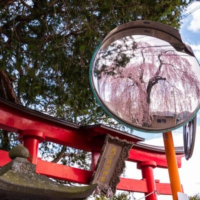 神社の鳥居とカーブミラーに写る枝垂れ桜の写真