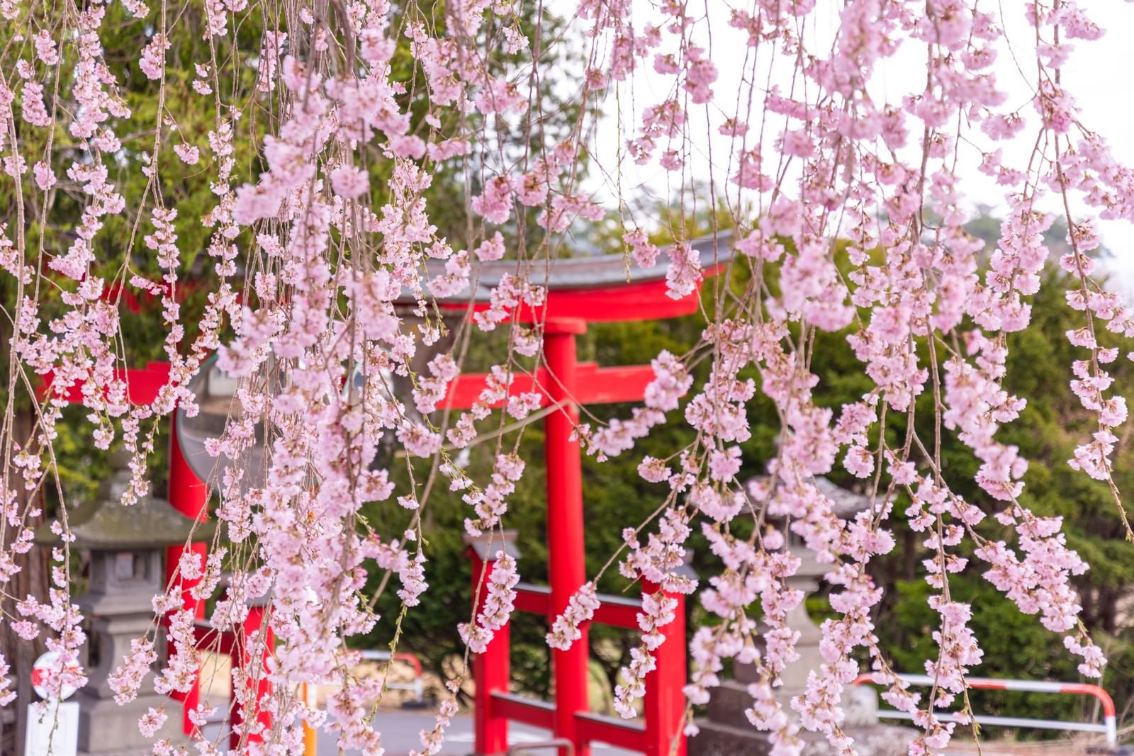 「枝垂れ桜越しに見る鳥居」の写真