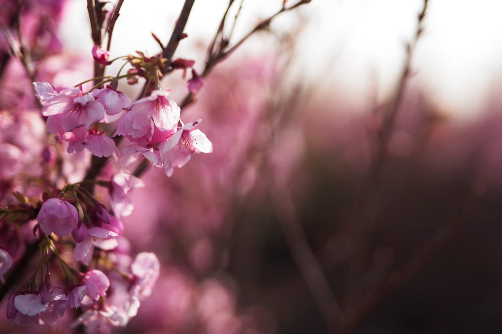 「朝の花畑に咲く桜の花」の写真