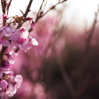 朝の花畑に咲く桜の花の写真
