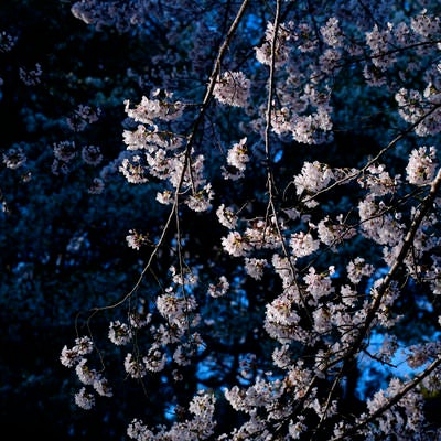 朝日をに浮かび上がる桜と青い影の中の桜の写真