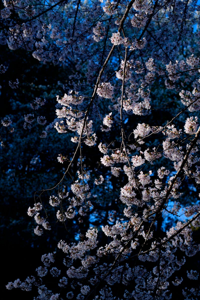 「朝日をに浮かび上がる桜と青い影の中の桜」の写真