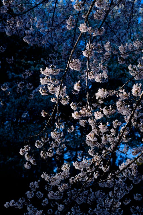 朝日をに浮かび上がる桜と青い影の中の桜の写真