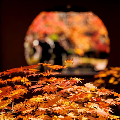 秋の松島円通院の落葉の写真