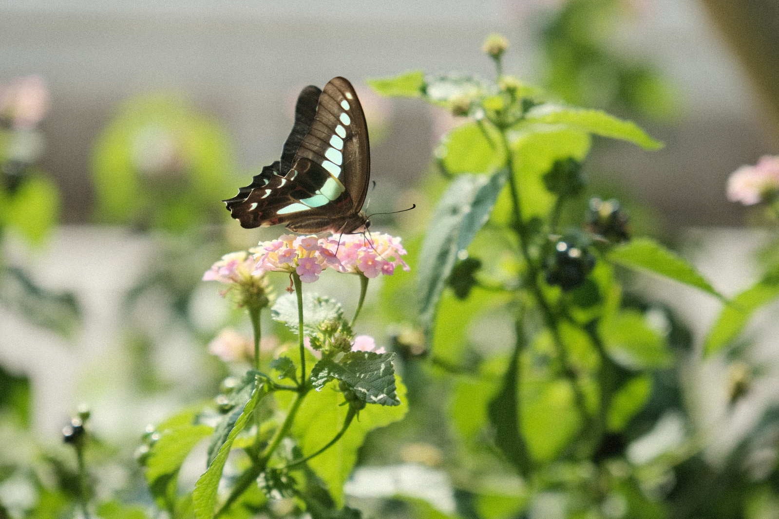 「花の蜜を吸うアオスジアゲハ」の写真