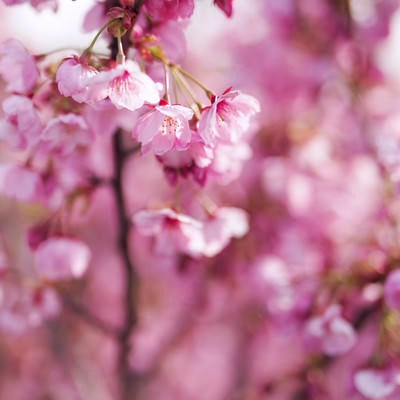 朝日を浴びて花を広げ始める桜の写真