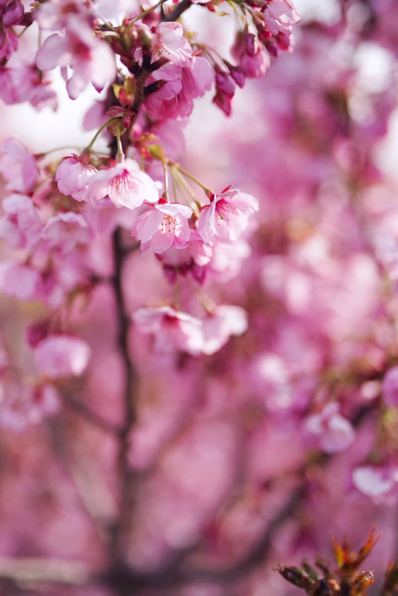 「朝日を浴びて花を広げ始める桜」の写真