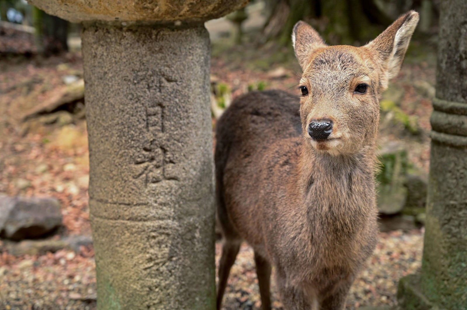 「春日大社の石灯籠の下にいた鹿さん」の写真