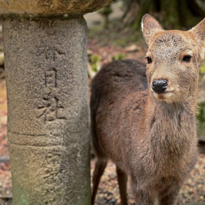 春日大社の石灯籠の下にいた鹿さんの写真
