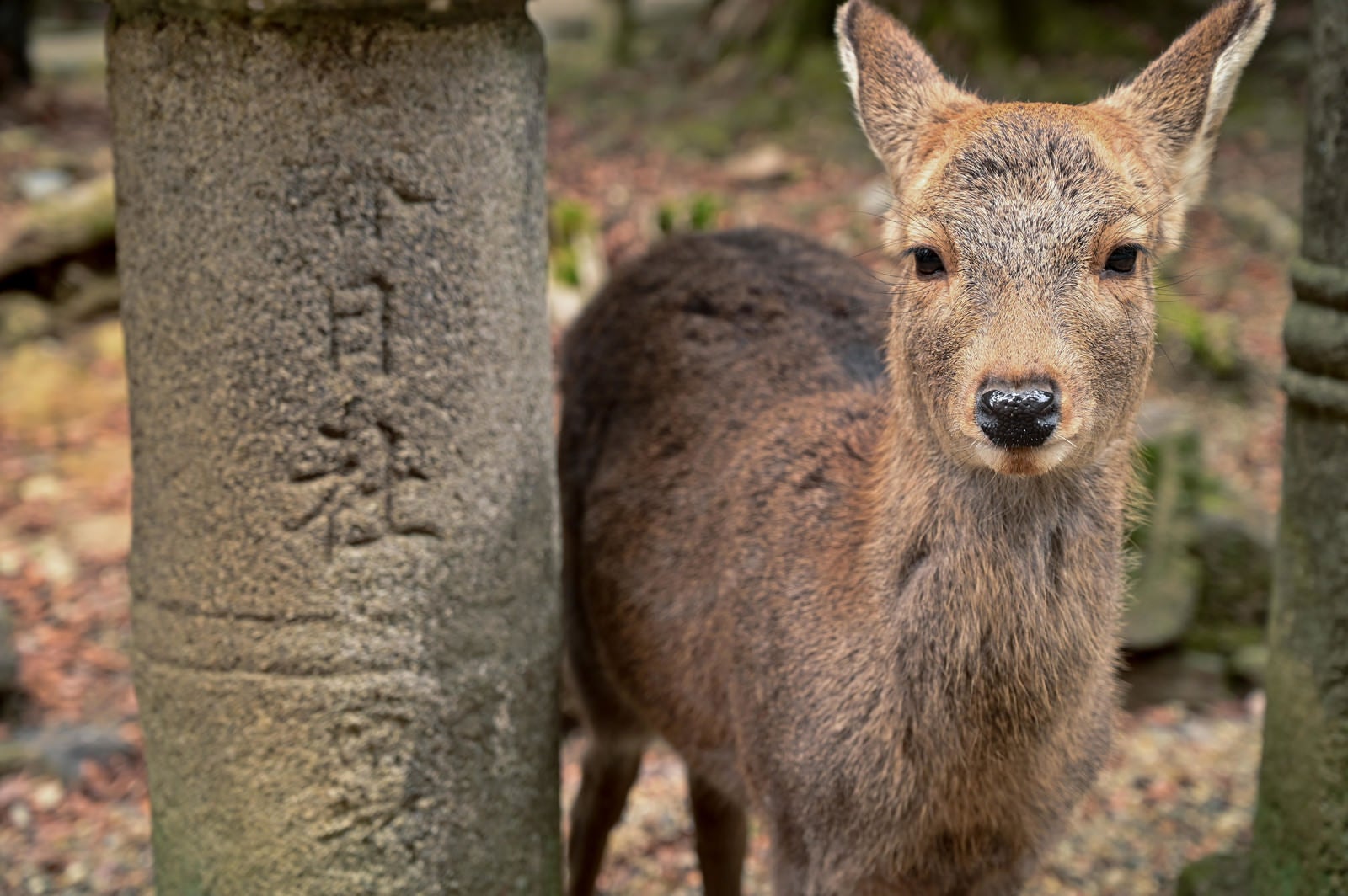 「春日大社の石灯籠と鹿」の写真