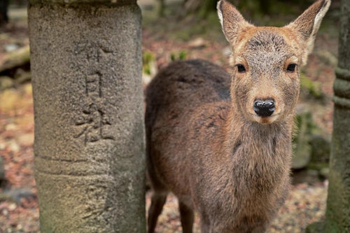 春日大社の石灯籠と鹿の写真