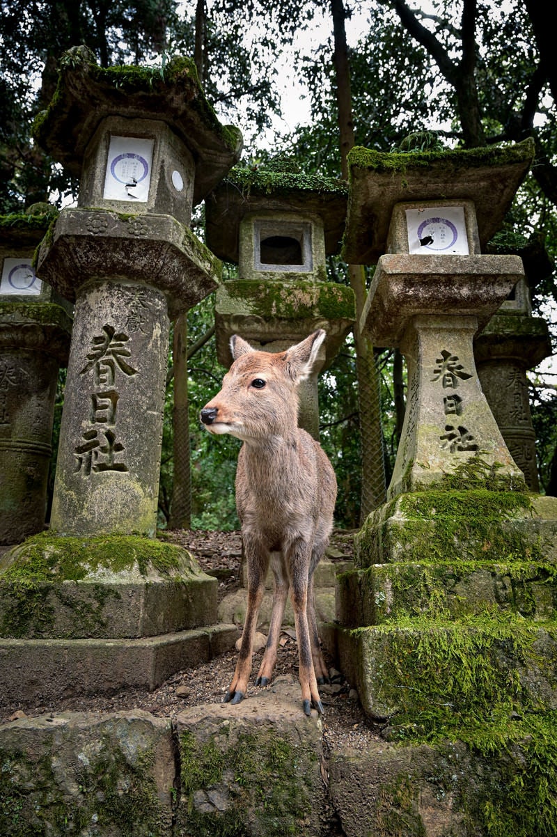 「春日大社の石灯籠と子鹿」の写真