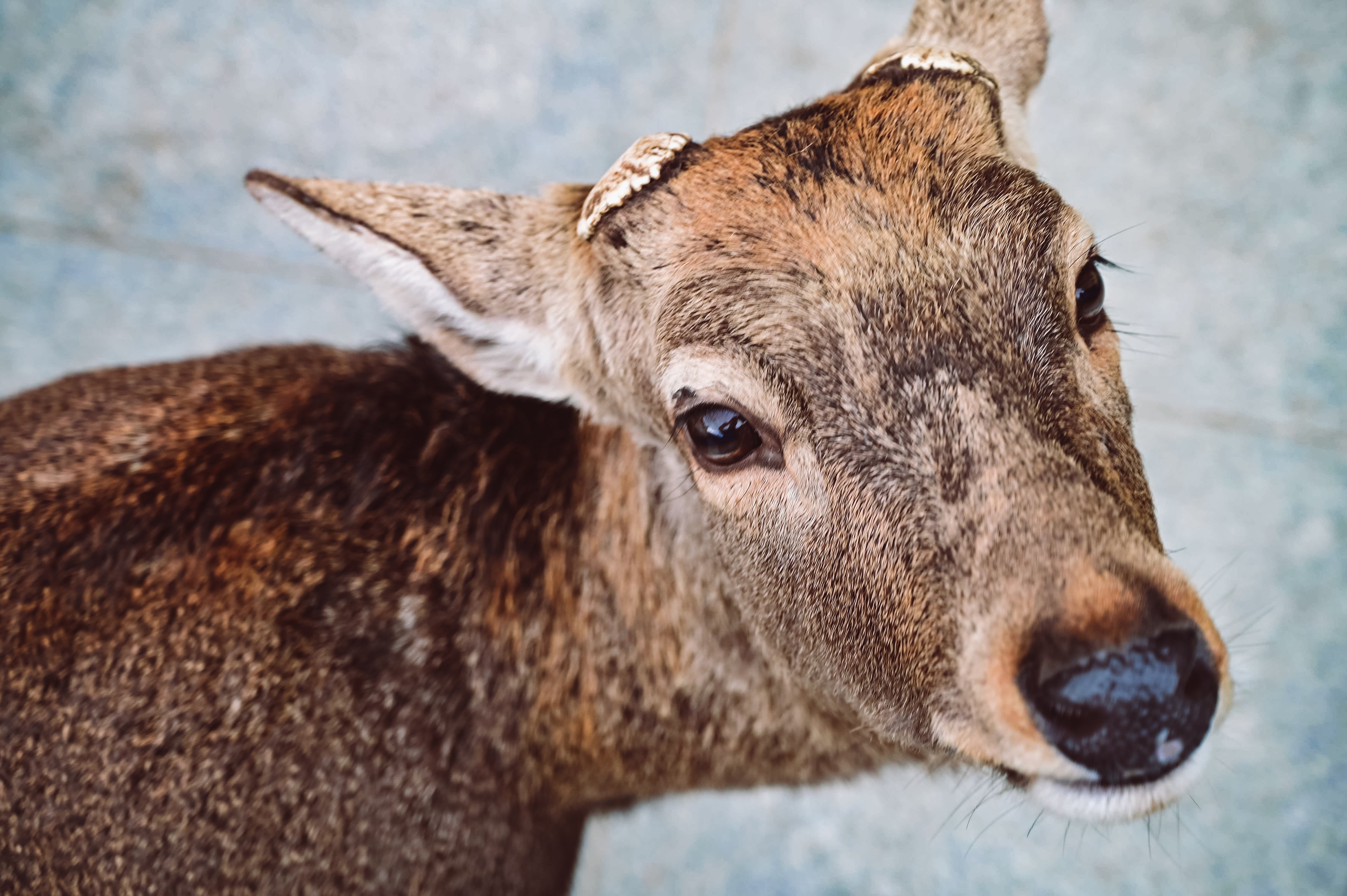 両ツノがなくなった鹿 - ぱくたそ