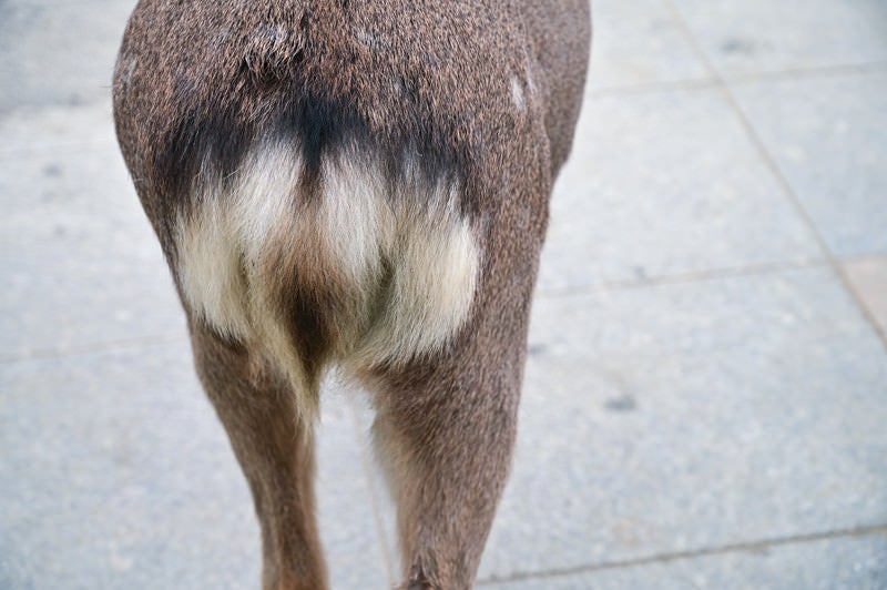 奈良の鹿の尻の写真