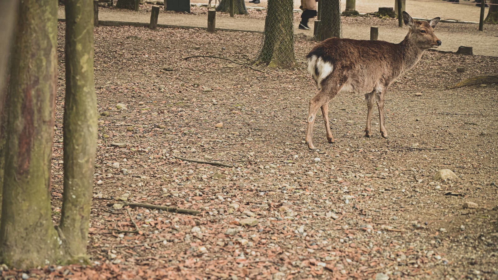 「奈良の公園内を彷徨う鹿」の写真