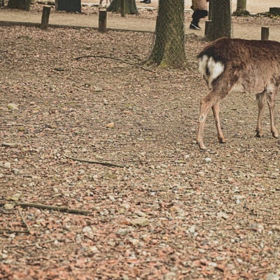 奈良の公園内を彷徨う鹿の写真