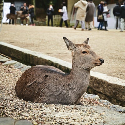 観光客を眺める奈良の鹿の写真