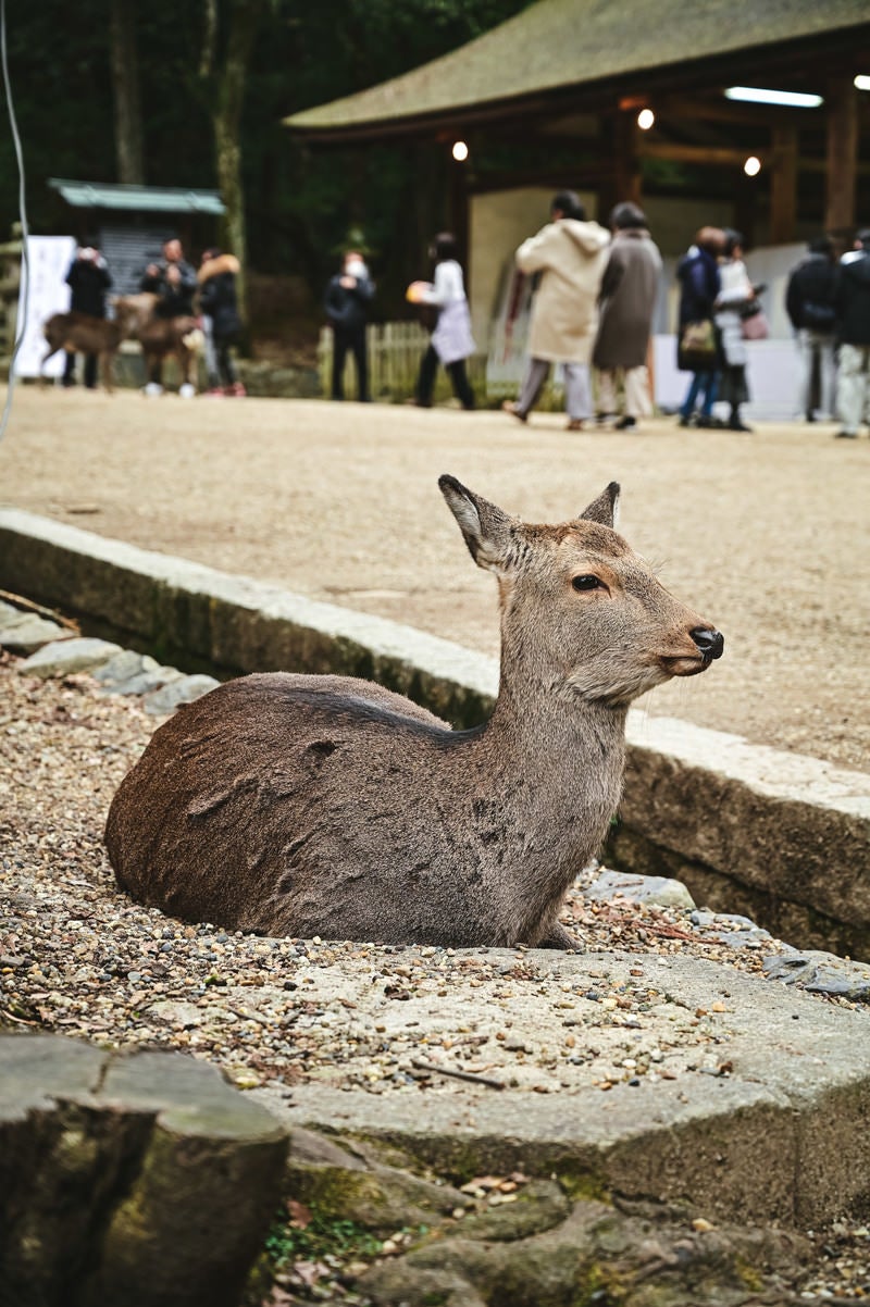 「観光客を眺める奈良の鹿」の写真