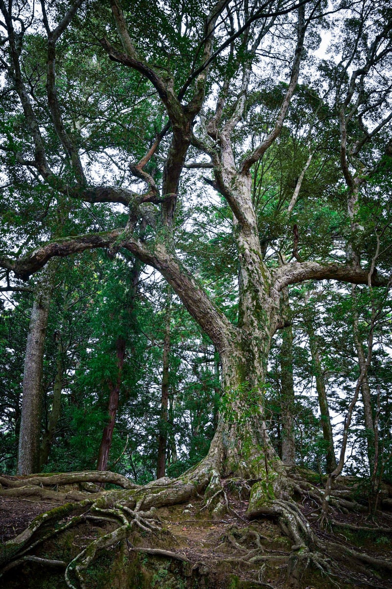 「力強い樹木」の写真