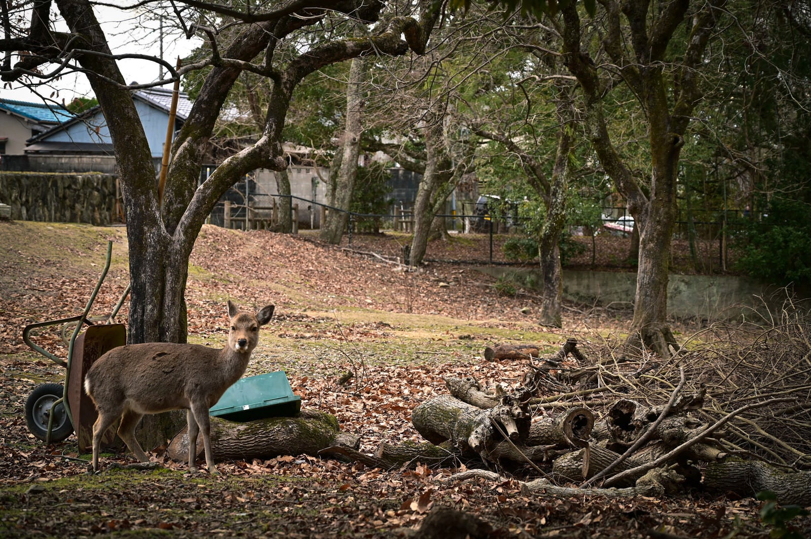 「奈良の鹿ですがなにか」の写真