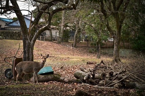 奈良の鹿ですがなにかの写真