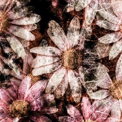 コスモスの花（フォトモンタージュ）の写真