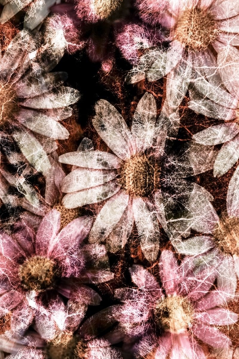 「コスモスの花（フォトモンタージュ）」の写真