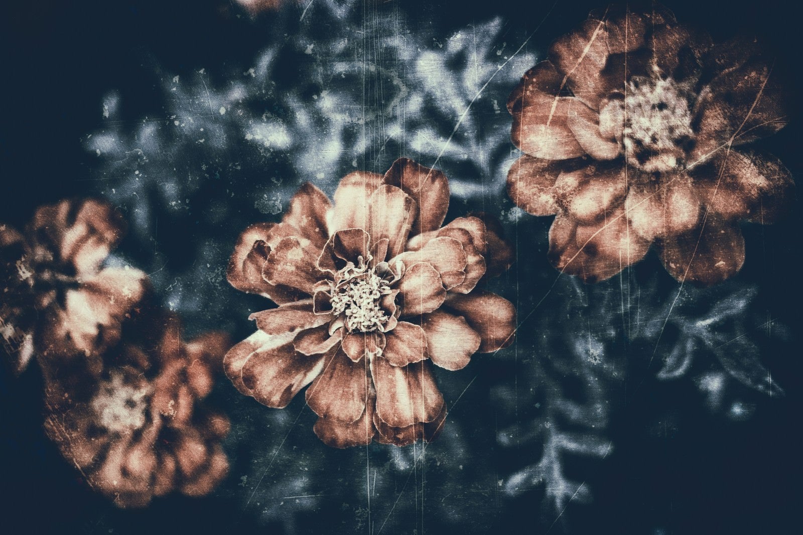 「古いフィルムの花」の写真