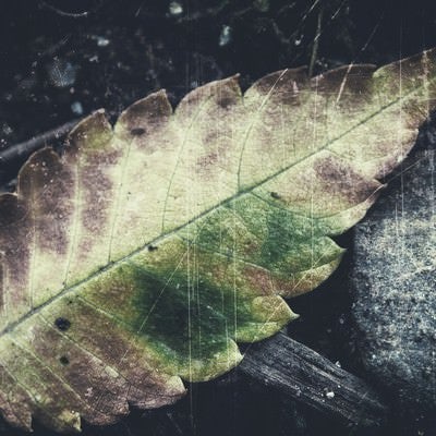 落ち葉のフィルムの写真