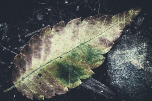落ち葉のフィルムの写真