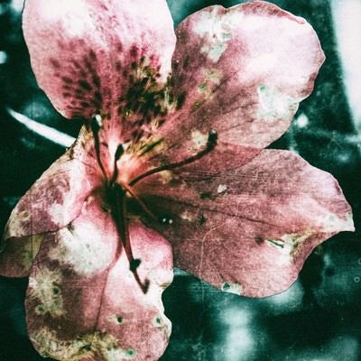 枯れた花（フィルム写真）の写真