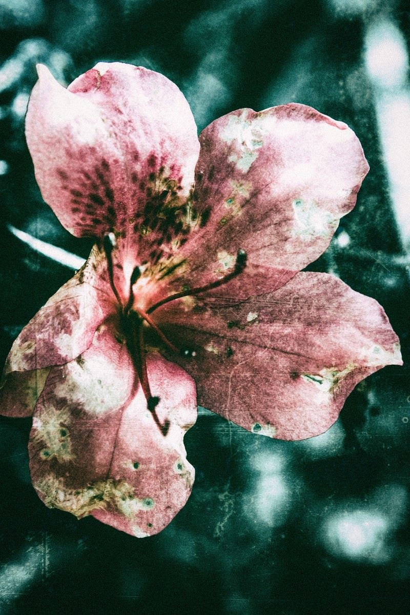 「枯れた花（フィルム写真）」の写真