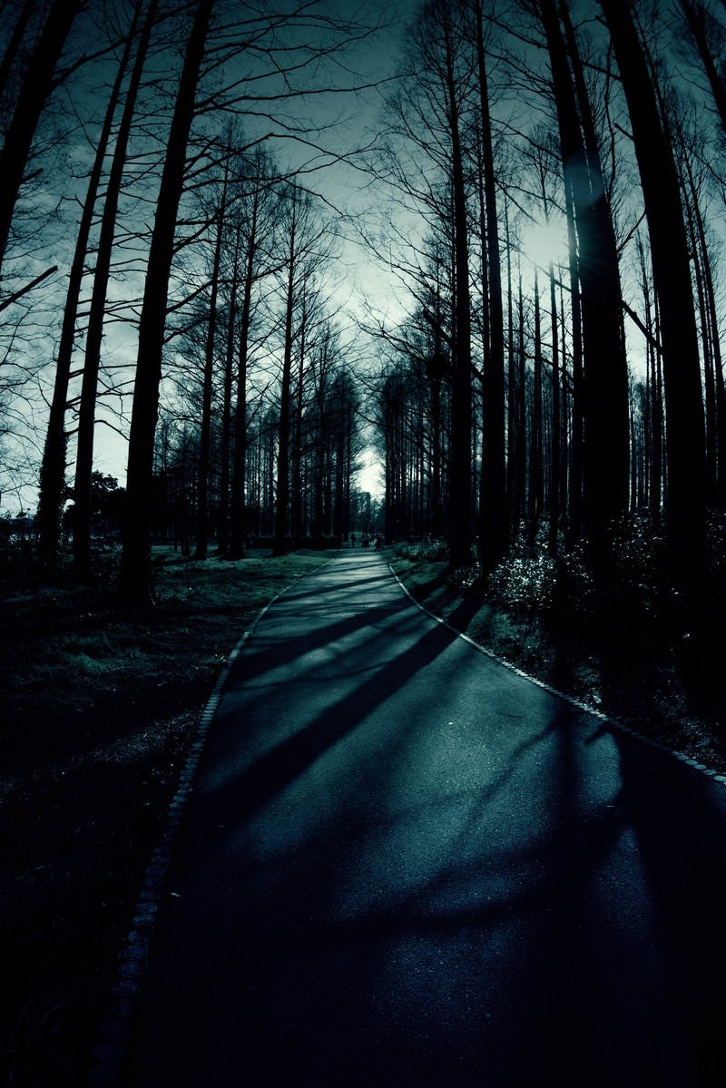 「日が落ちた雑木林と道」の写真
