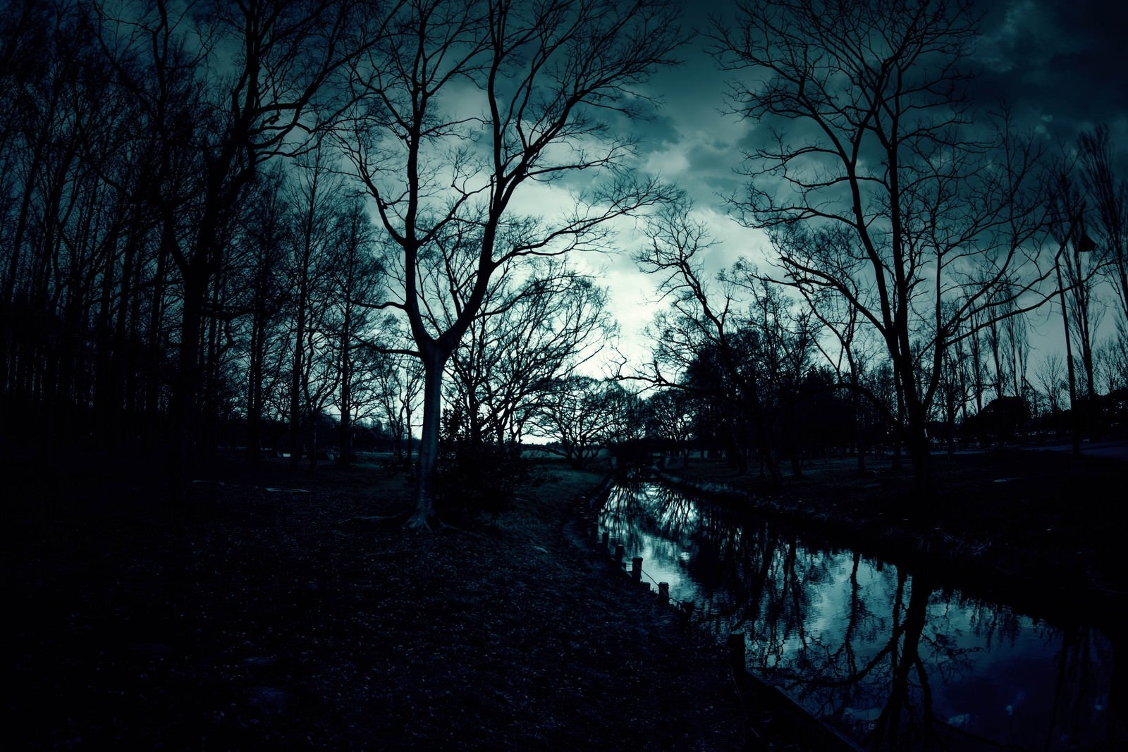 「日が落ちた人影のない森」の写真