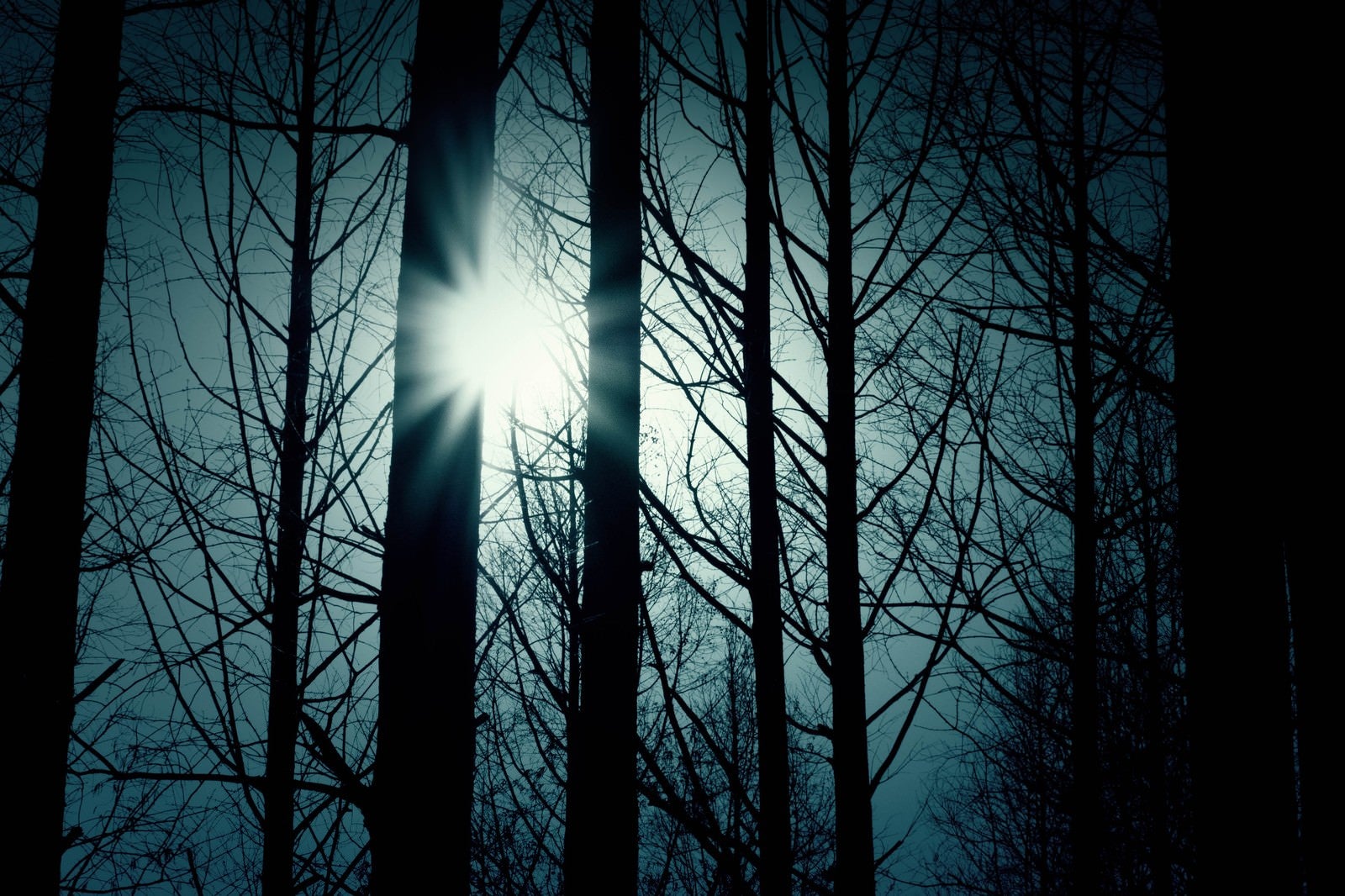 「木々の間から覗く太陽」の写真