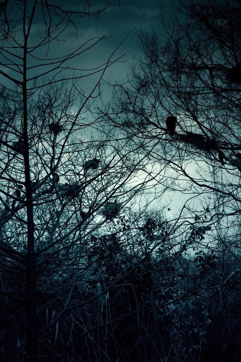 「雑木林と不気味なカラスの巣」の写真