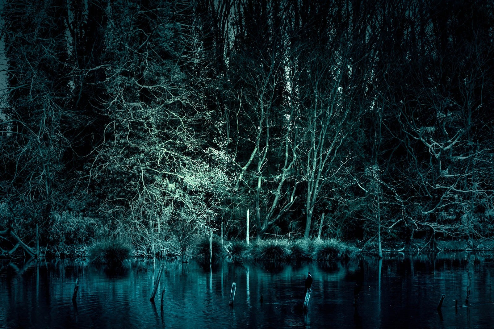 「魔物が棲んでいそうな森」の写真