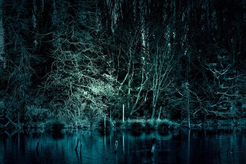 魔物が棲んでいそうな森の写真