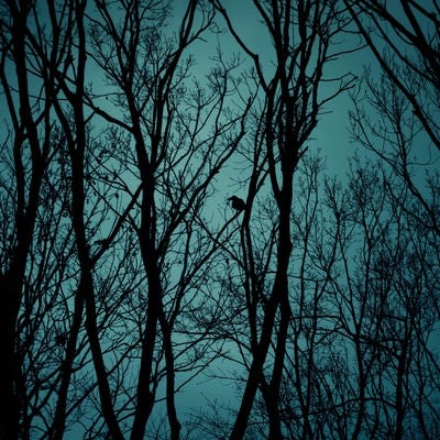 不気味な木々のシルエットと鴉の写真