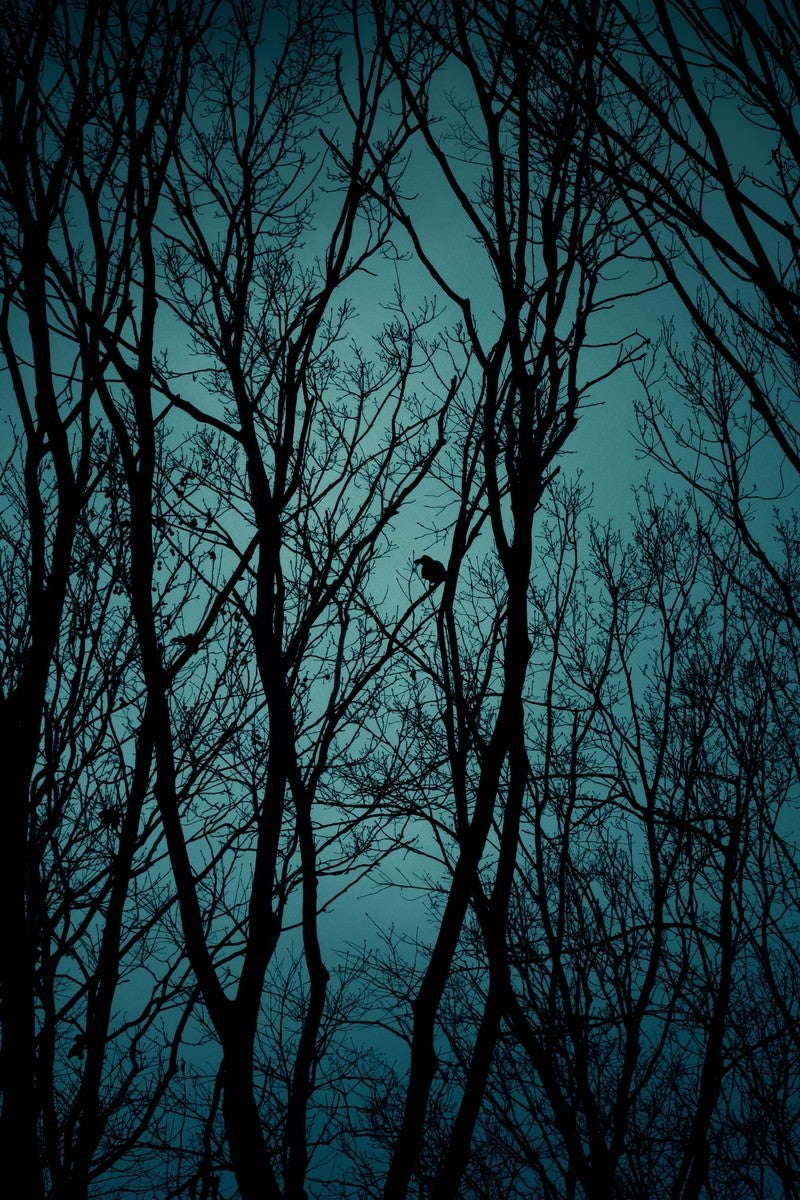 「不気味な木々のシルエットと鴉」の写真