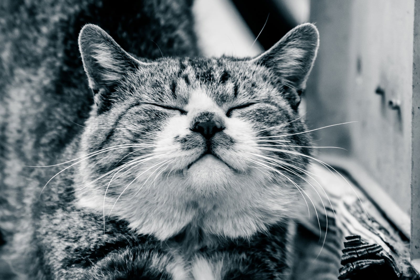 「ご満悦な猫」の写真