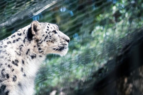 ジャガーの横顔の写真