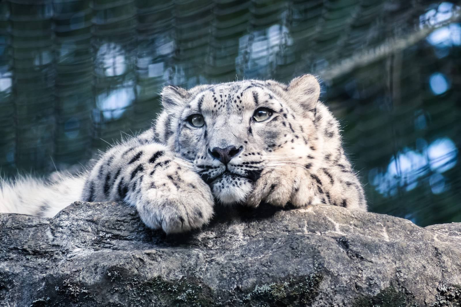 「岩場でくつろぐ豹」の写真