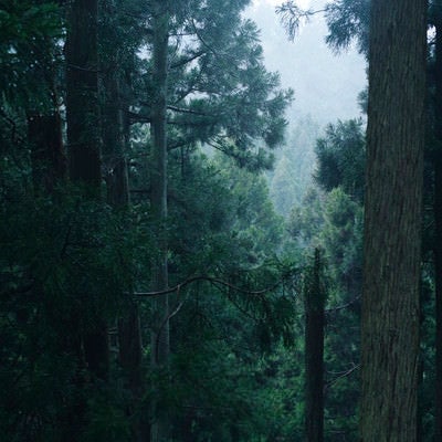 杉林に差し込む優しい光の写真