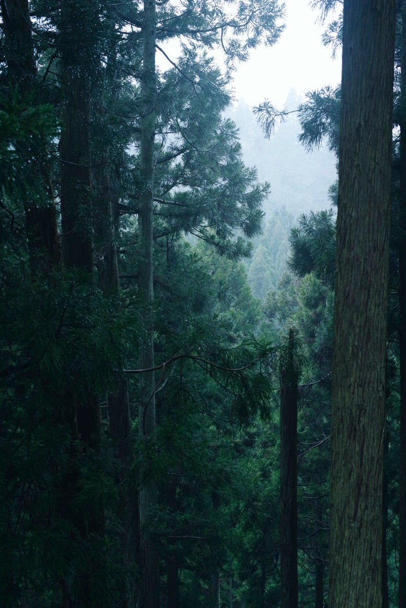 「杉林に差し込む優しい光」の写真