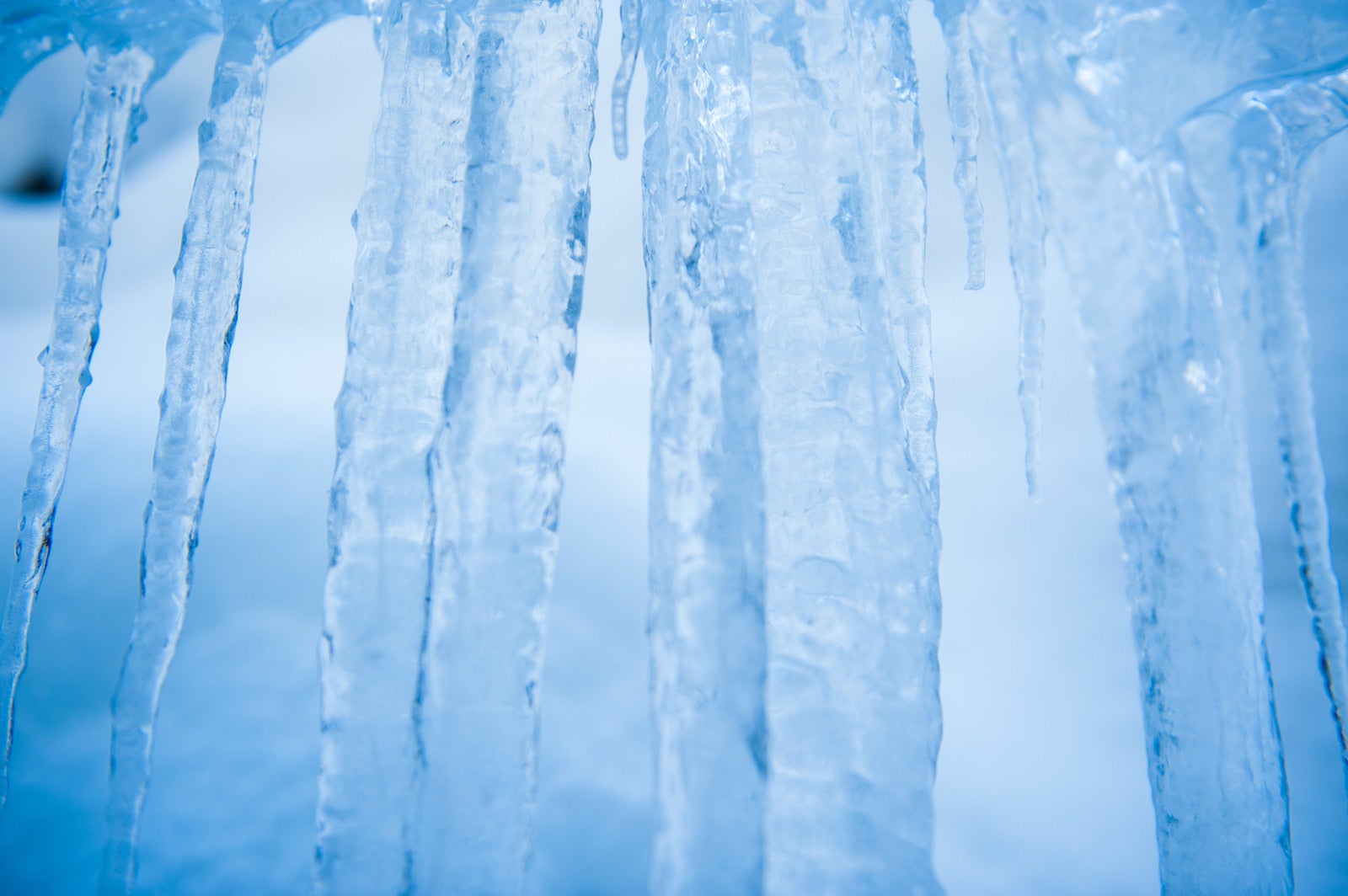 「積雪が透けて見える氷柱（つらら）」の写真