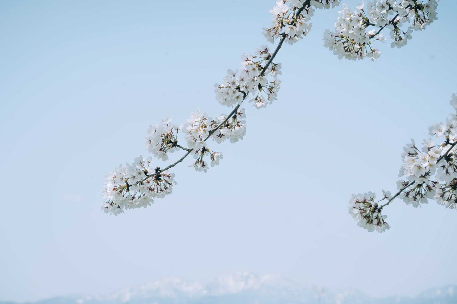 「青空と伸びる桜」の写真