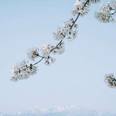 青空と伸びる桜の写真