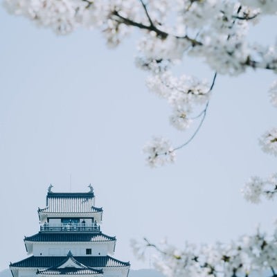 桜越しの鶴ヶ城（福島県会津若松市）の写真